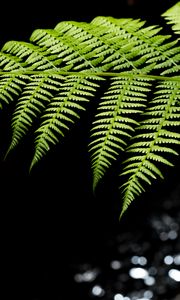 Preview wallpaper fern, leaves, macro, blur, green