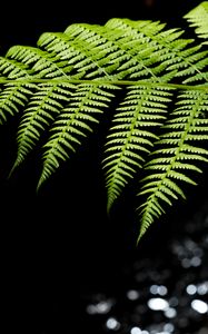 Preview wallpaper fern, leaves, macro, blur, green