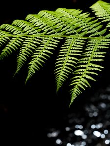 Preview wallpaper fern, leaves, macro, blur, green