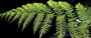 Preview wallpaper fern, leaves, macro, blur, green