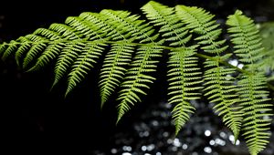 Preview wallpaper fern, leaves, macro, blur, green