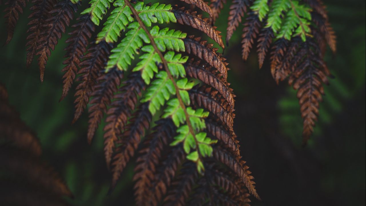 Wallpaper fern, leaves, macro, dark