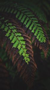 Preview wallpaper fern, leaves, macro, dark