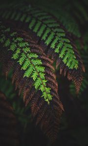 Preview wallpaper fern, leaves, macro, dark