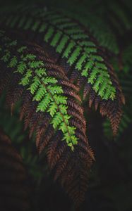 Preview wallpaper fern, leaves, macro, dark