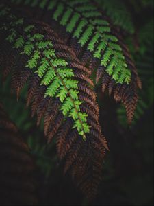 Preview wallpaper fern, leaves, macro, dark