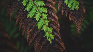 Preview wallpaper fern, leaves, macro, dark