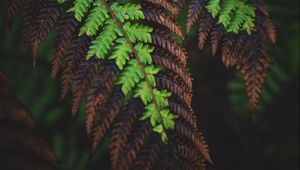 Preview wallpaper fern, leaves, macro, dark