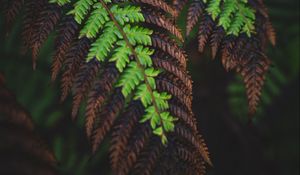 Preview wallpaper fern, leaves, macro, dark