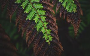 Preview wallpaper fern, leaves, macro, dark