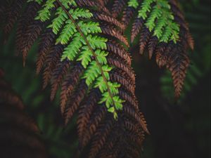 Preview wallpaper fern, leaves, macro, dark