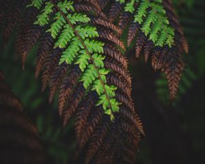 Preview wallpaper fern, leaves, macro, dark