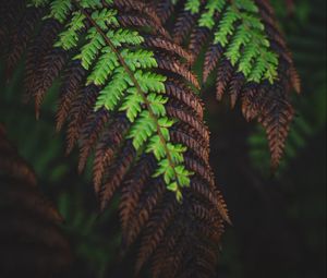 Preview wallpaper fern, leaves, macro, dark