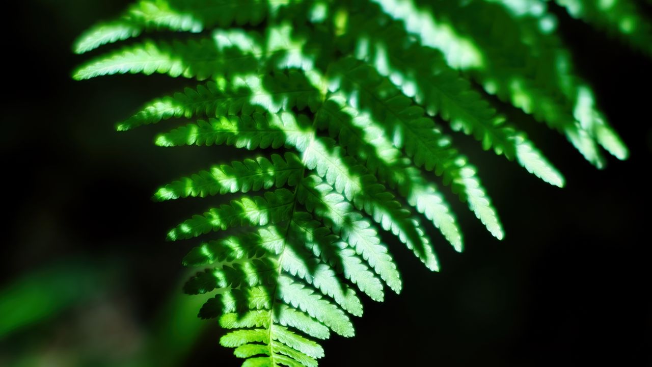 Wallpaper fern, leaves, plant, blur, shadows