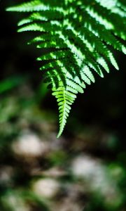 Preview wallpaper fern, leaves, plant, blur, shadows