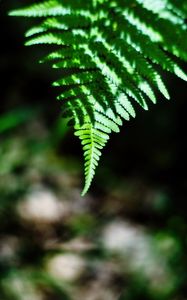 Preview wallpaper fern, leaves, plant, blur, shadows