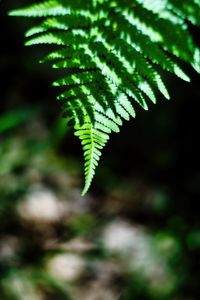 Preview wallpaper fern, leaves, plant, blur, shadows