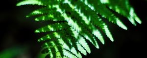 Preview wallpaper fern, leaves, plant, blur, shadows