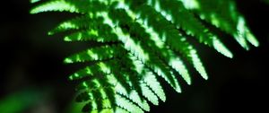 Preview wallpaper fern, leaves, plant, blur, shadows