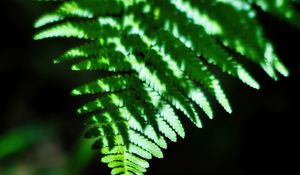 Preview wallpaper fern, leaves, plant, blur, shadows