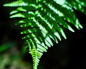 Preview wallpaper fern, leaves, plant, blur, shadows