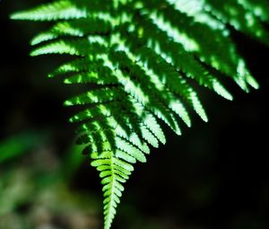 Preview wallpaper fern, leaves, plant, blur, shadows