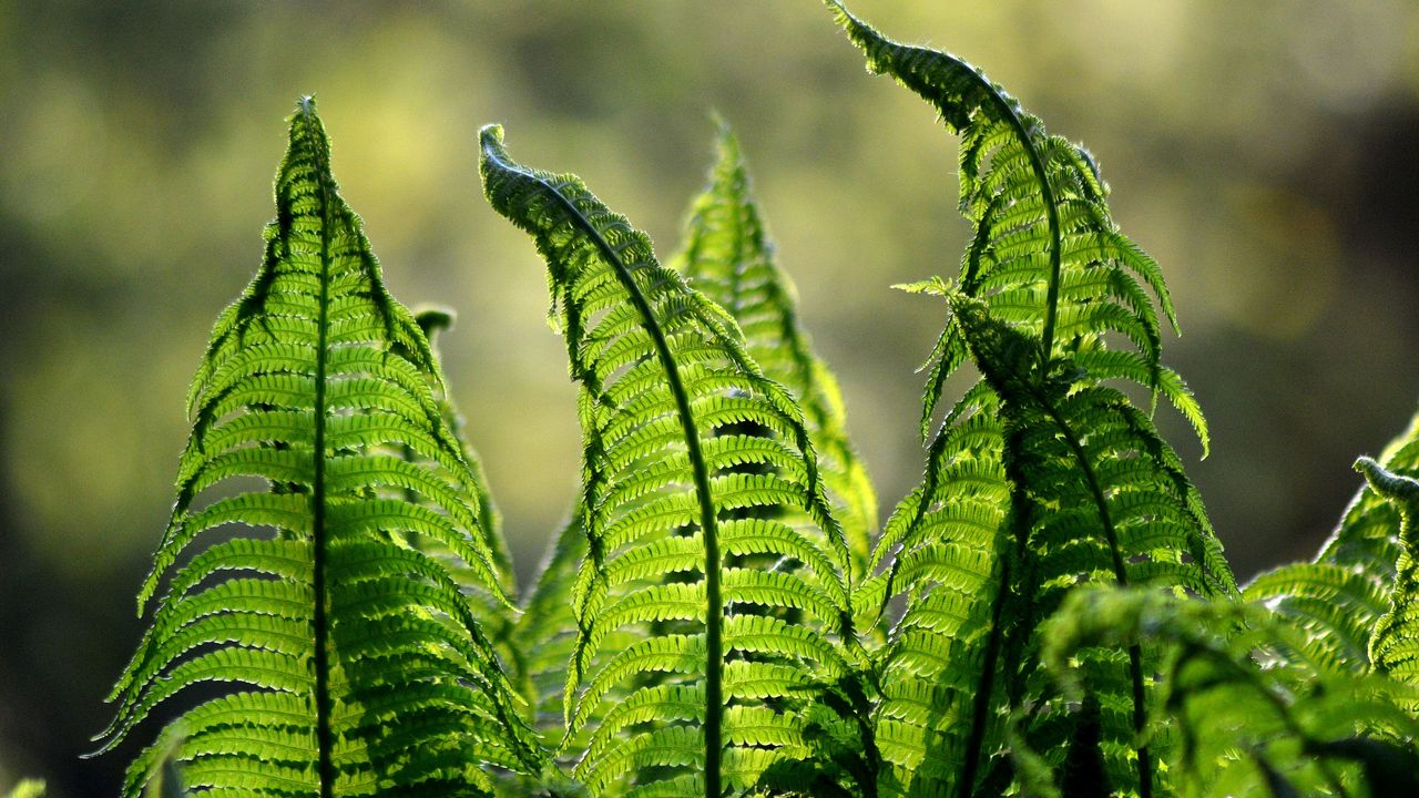 Wallpaper fern, leaves, plant, blur
