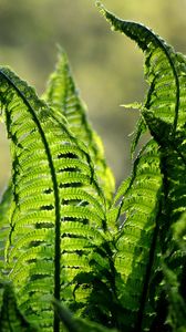 Preview wallpaper fern, leaves, plant, blur
