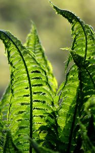 Preview wallpaper fern, leaves, plant, blur