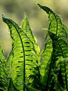 Preview wallpaper fern, leaves, plant, blur