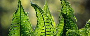 Preview wallpaper fern, leaves, plant, blur