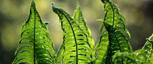 Preview wallpaper fern, leaves, plant, blur