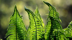 Preview wallpaper fern, leaves, plant, blur