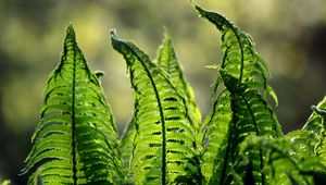 Preview wallpaper fern, leaves, plant, blur