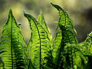 Preview wallpaper fern, leaves, plant, blur