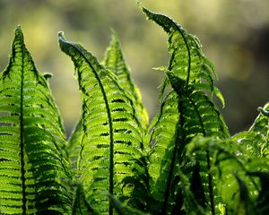 Preview wallpaper fern, leaves, plant, blur