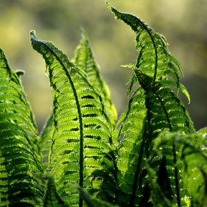 Preview wallpaper fern, leaves, plant, blur