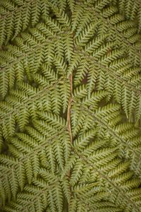 Preview wallpaper fern, leaves, plant