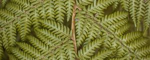 Preview wallpaper fern, leaves, plant