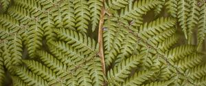 Preview wallpaper fern, leaves, plant