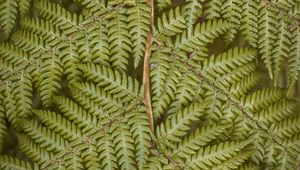 Preview wallpaper fern, leaves, plant