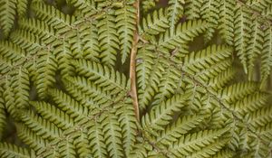 Preview wallpaper fern, leaves, plant