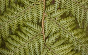 Preview wallpaper fern, leaves, plant