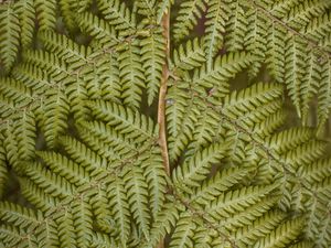 Preview wallpaper fern, leaves, plant