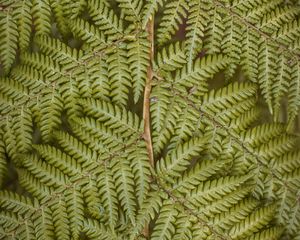 Preview wallpaper fern, leaves, plant