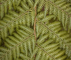 Preview wallpaper fern, leaves, plant