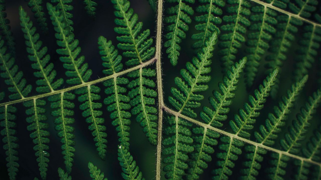 Wallpaper fern, leaves, plant, carved