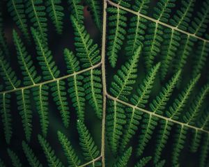 Preview wallpaper fern, leaves, plant, carved