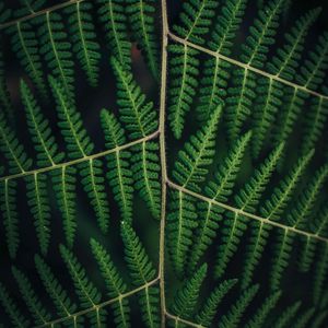 Preview wallpaper fern, leaves, plant, carved