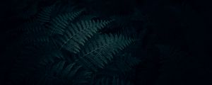 Preview wallpaper fern, leaves, plant, dark, carved